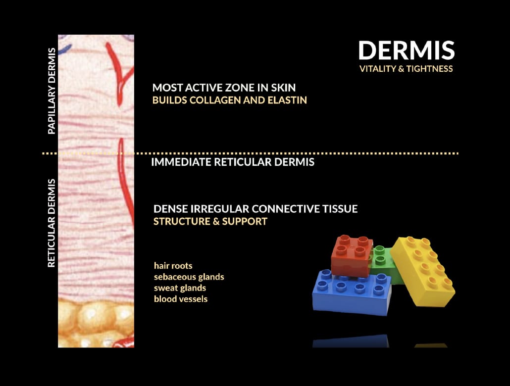 Dermis Vitality & Tightness