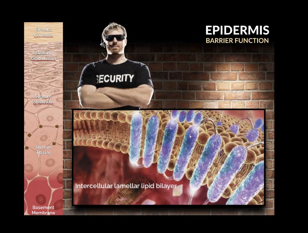 Epidermis Barrier Function