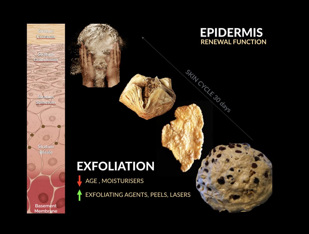 Epidermis Renewal Function